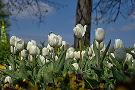 Bernhard Saalfeld - Tulpenpracht (9v9)